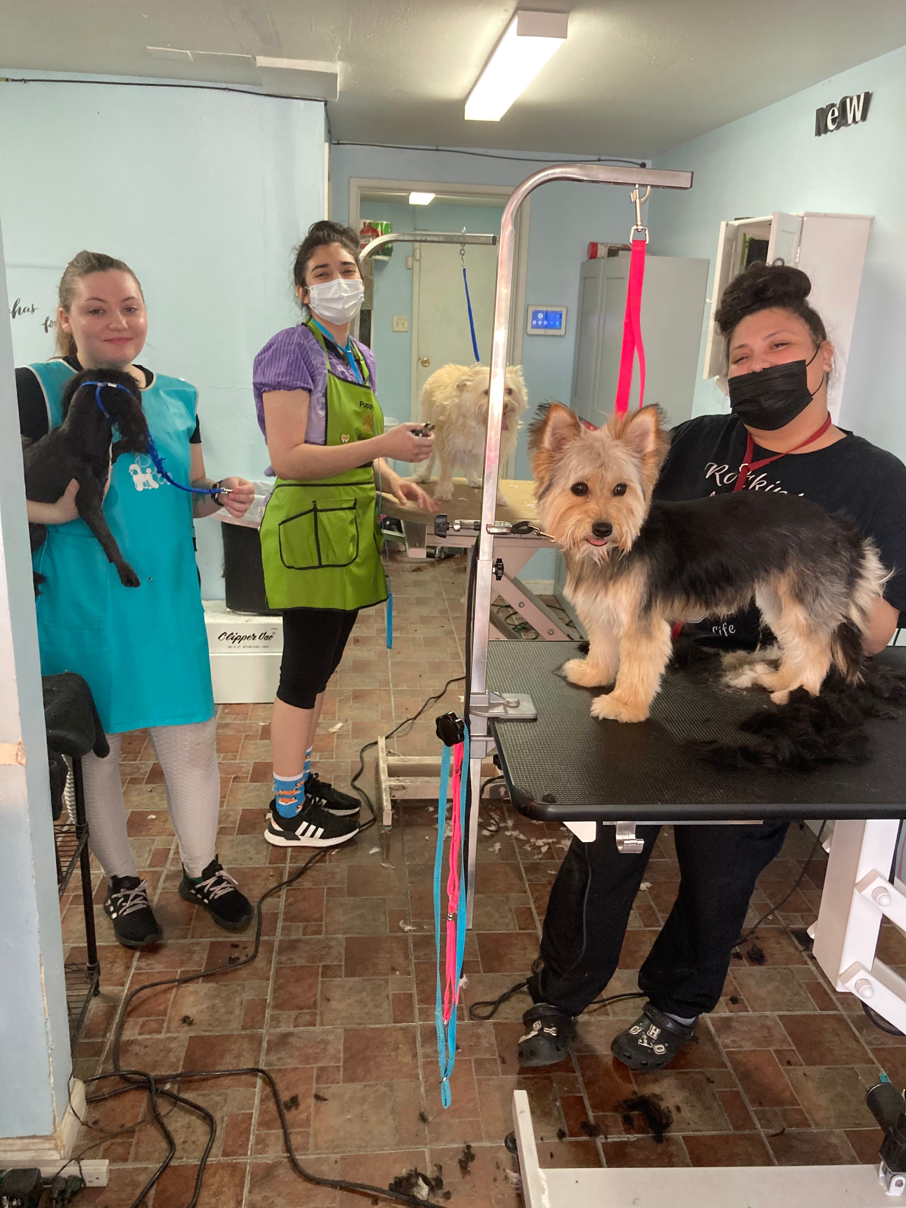 PuppyCut Grooming - Pet groomer in North Highlands, CA