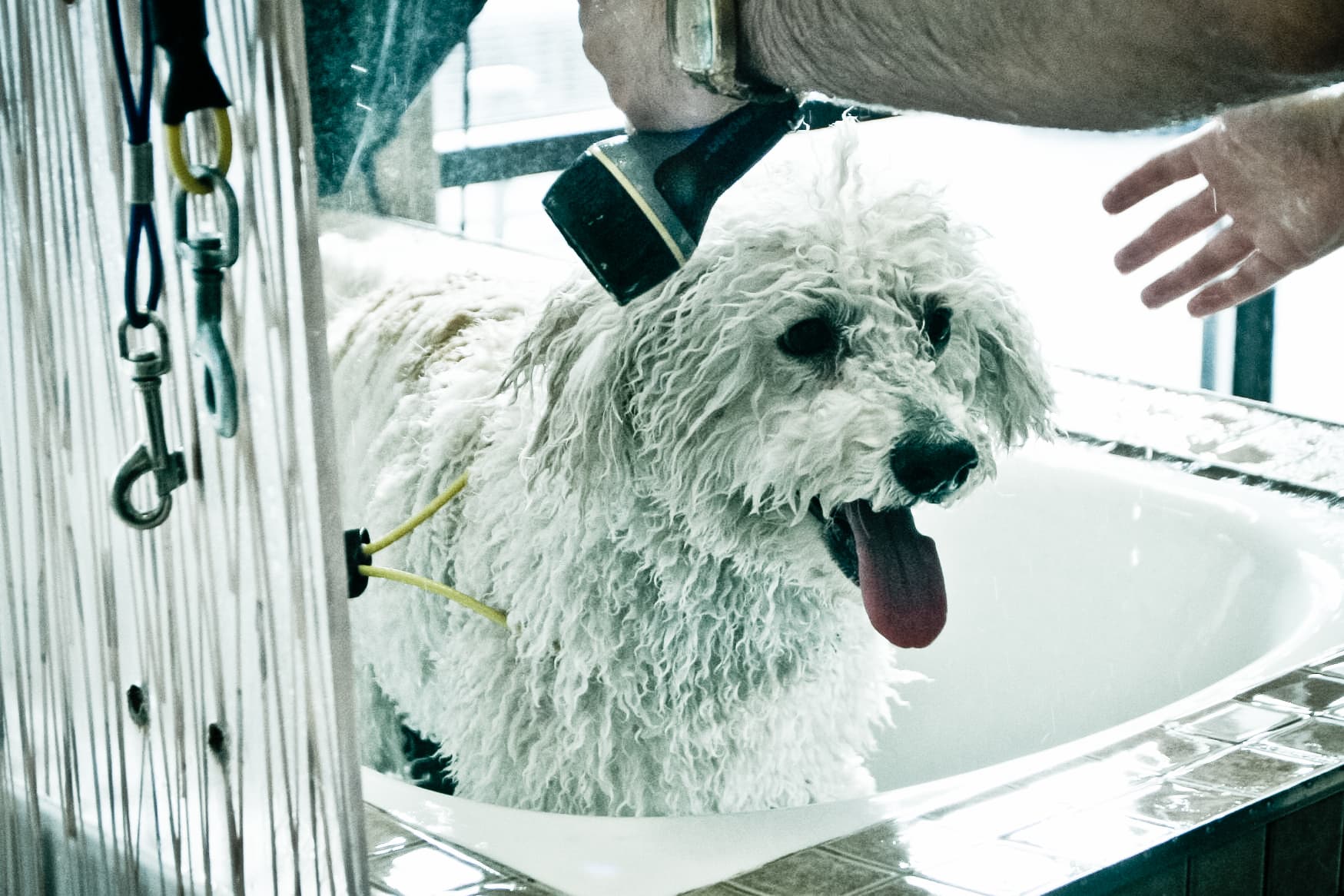 City Dog - Pet groomer in San Diego, CA