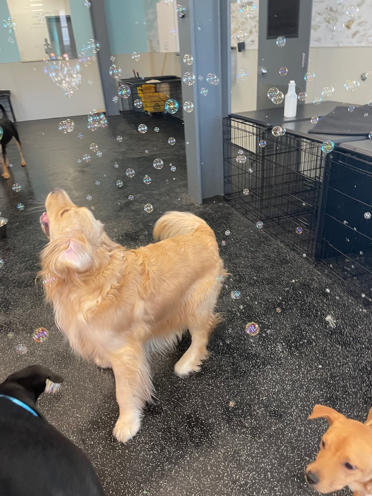 Dogtopia of Towson - Pet groomer in Towson, MD