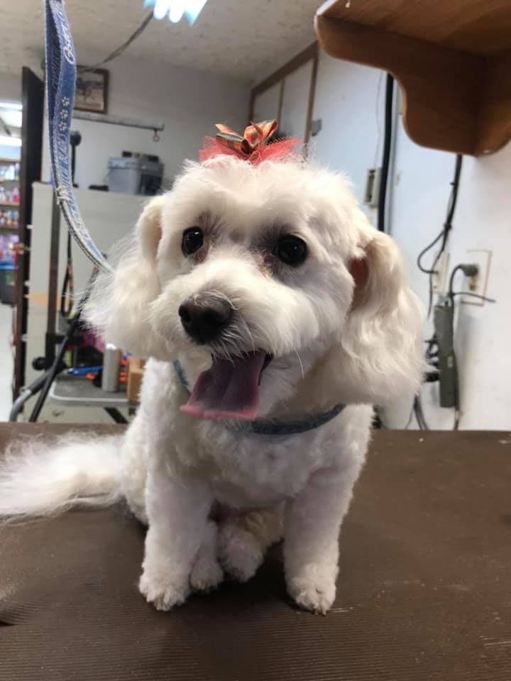 Lin Lar - Pet groomer in Columbus, OH