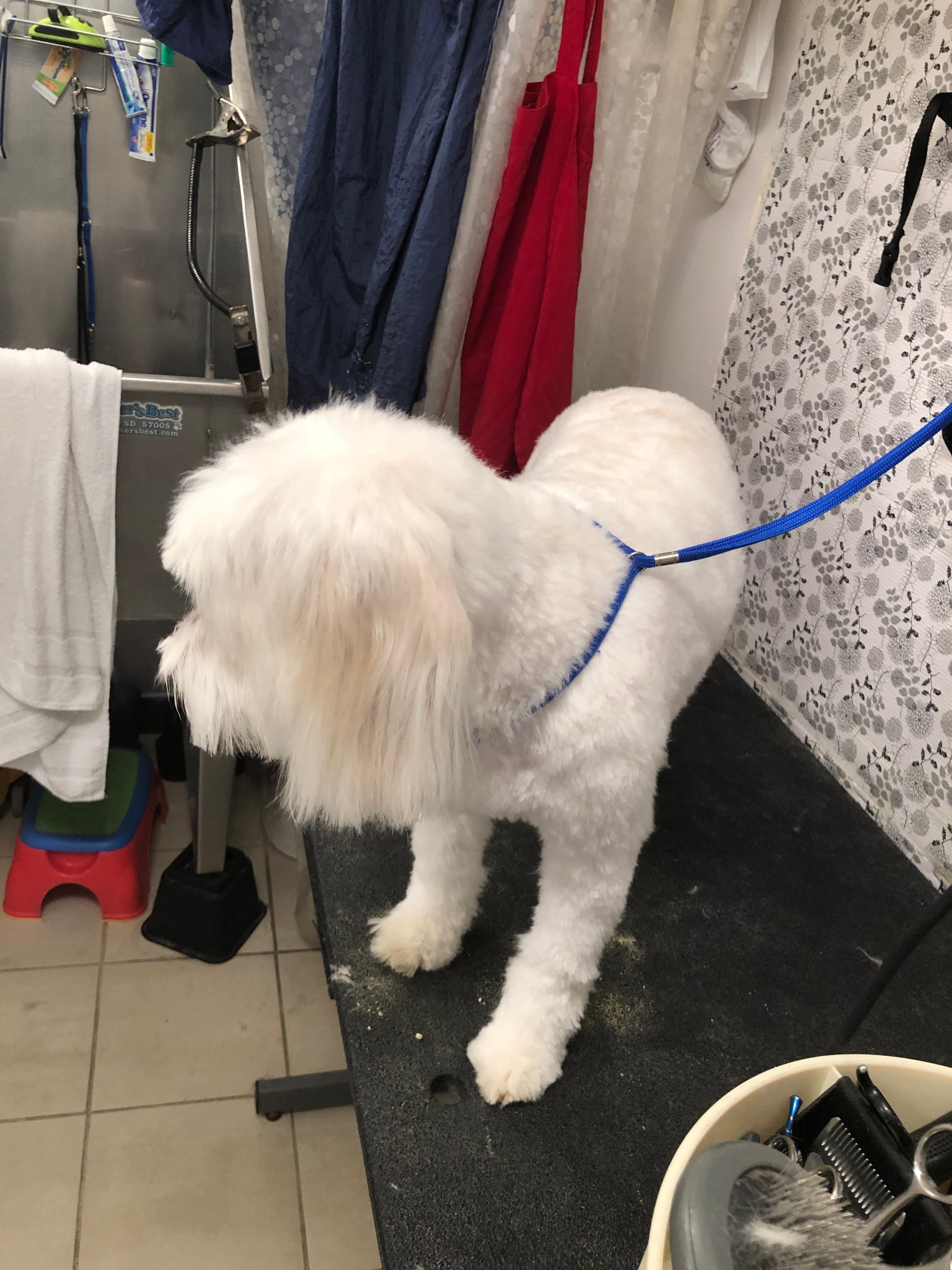 Greenland Pet (Grooming, Boarding and Supplies) - Pet groomer in New York, NY