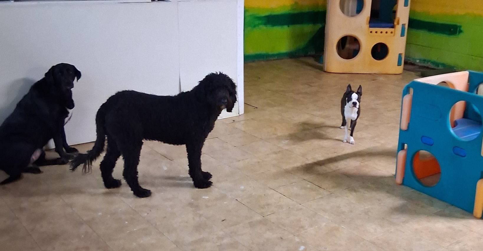 Dog's World Of Fun - Pet groomer in Kansas City, MO