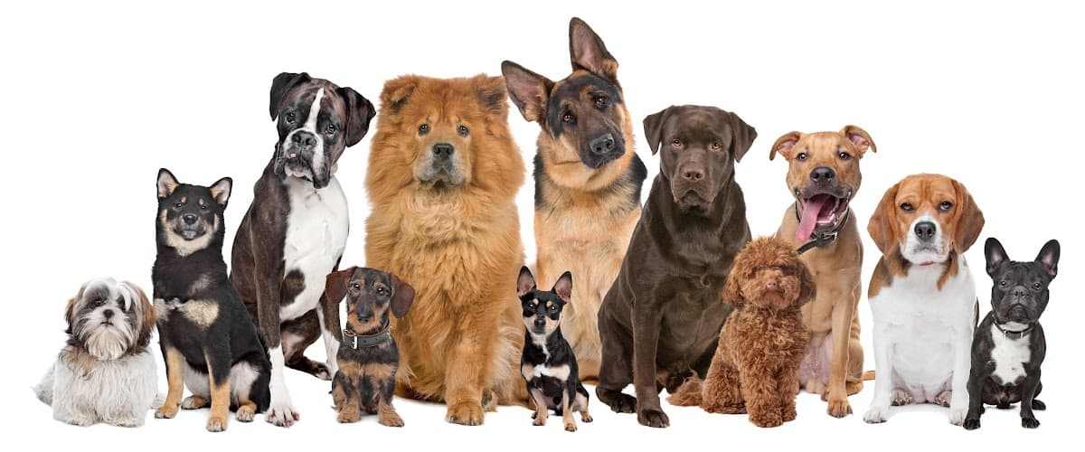 The Paw Spa - Pet groomer in Phoenix, AZ