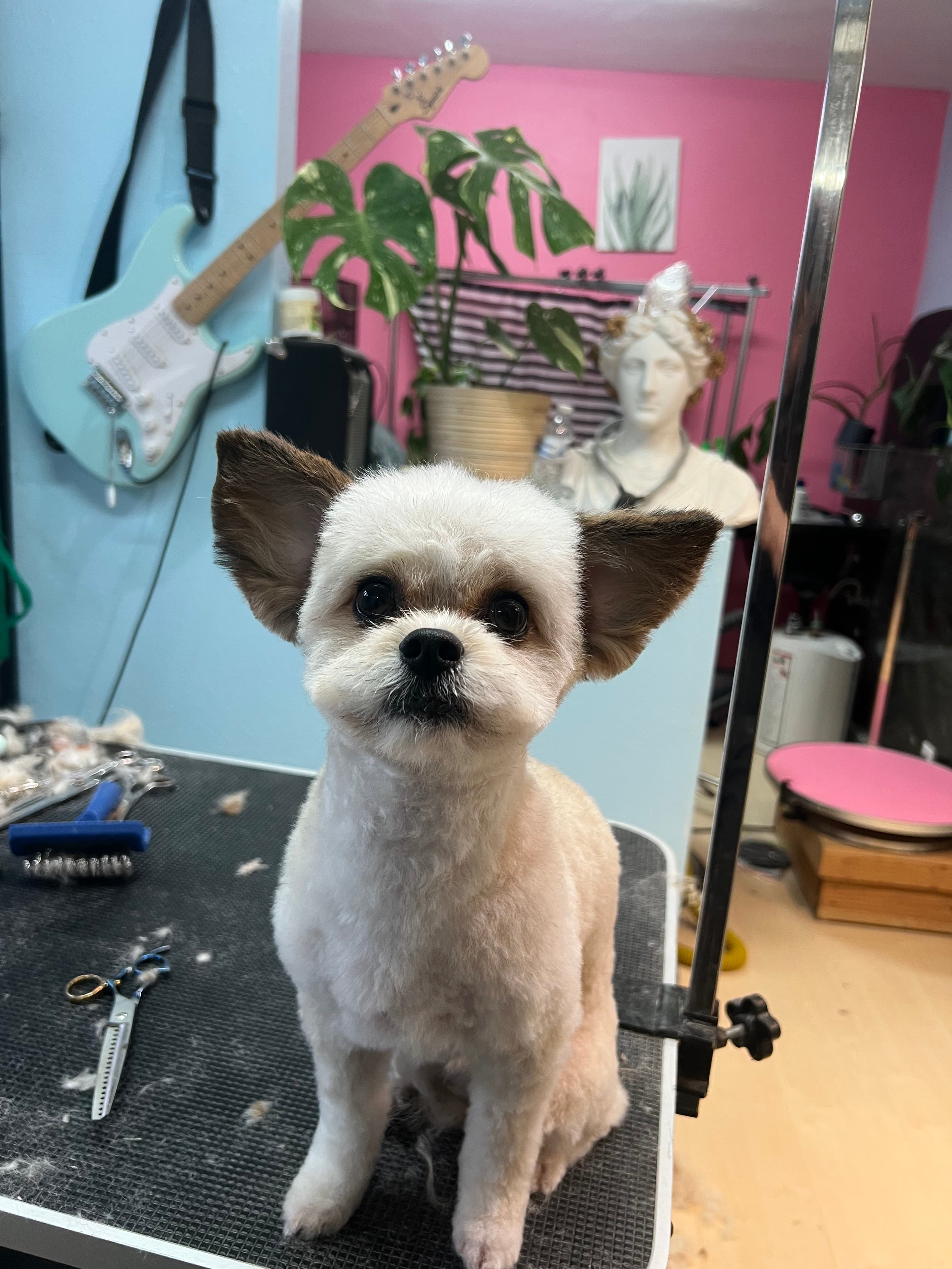 Velux Grooming co. - Pet groomer in Portland, OR