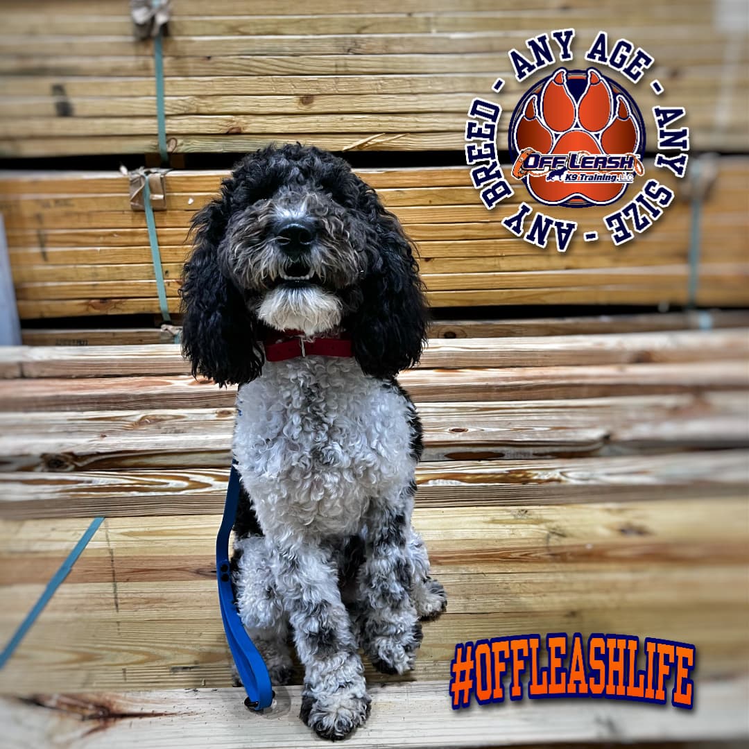 Off Leash K9 Training Nashville/Murfreesboro Tennessee - Pet groomer in Murfreesboro, TN