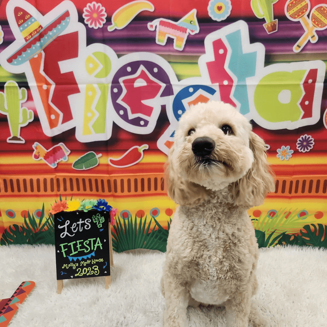 Molly's Mutt House - Pet groomer in Houston, TX