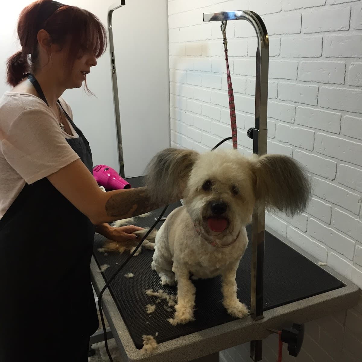 Doggy Daze - Pet groomer in Phoenix, AZ