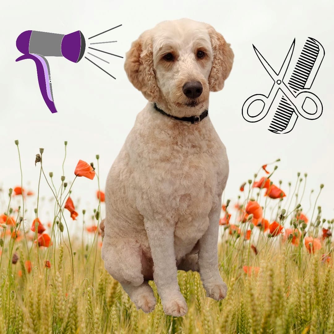 Happy Hineys Pet Grooming - Pet groomer in West Mifflin, PA