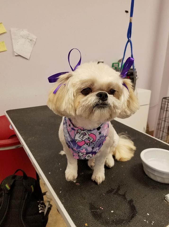 Paw Spa - Pet groomer in Elk Grove, CA