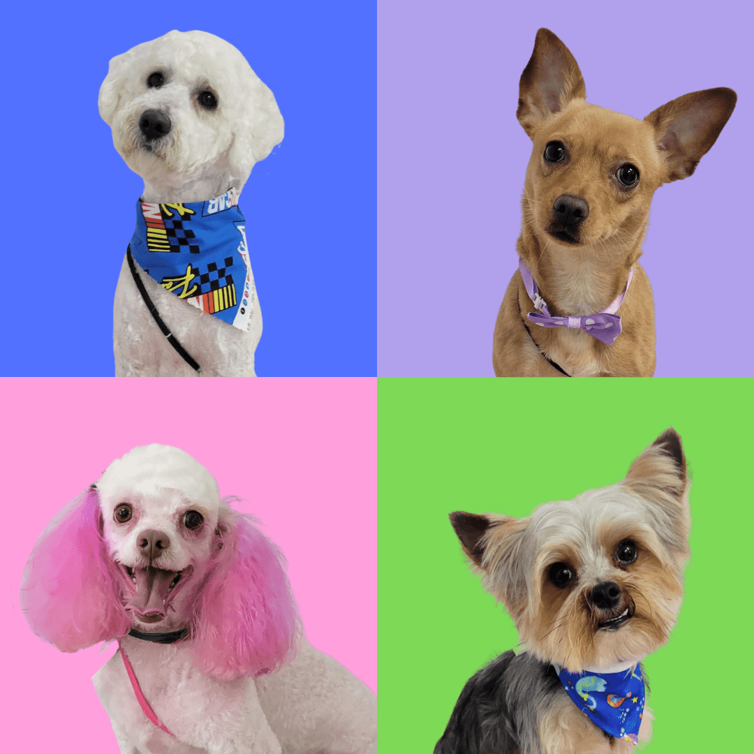 Bubulaba Pet Grooming - Pet groomer in Houston, TX