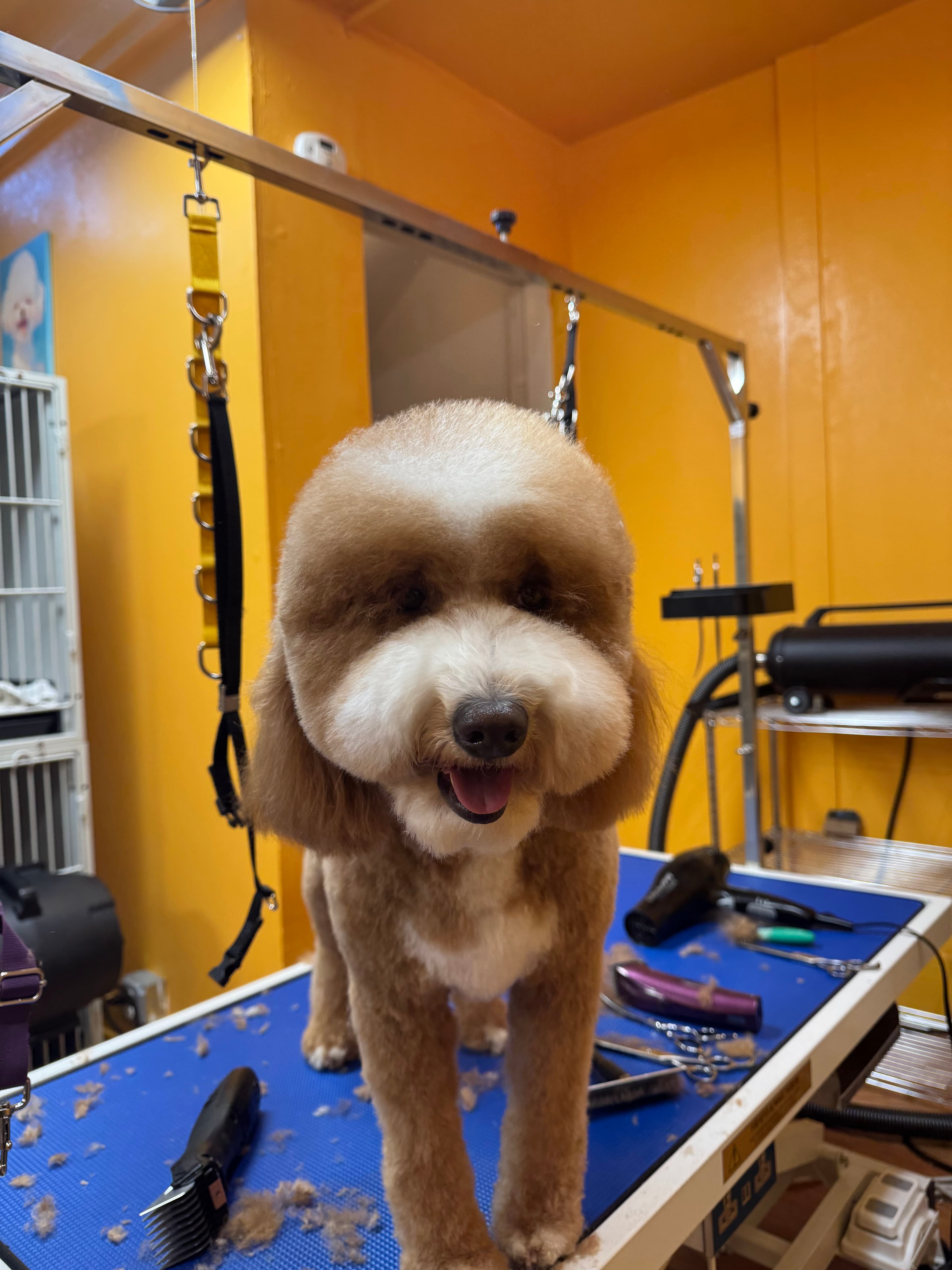 pet time spa grooming - Pet groomer in San Francisco, CA