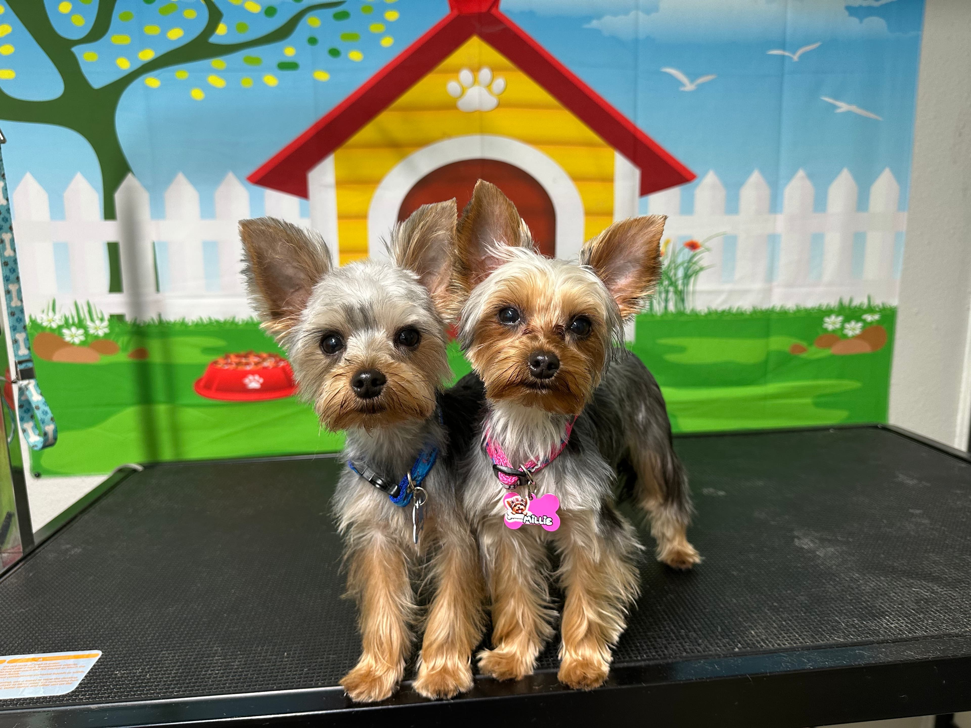 FRESH PAWS GROOMING - Pet groomer in Austin, TX