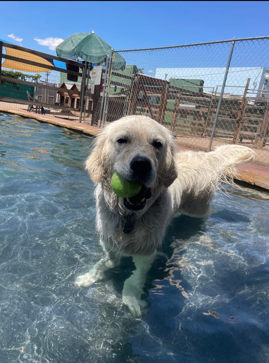 Earthdog Denver - Pet groomer in Denver, CO