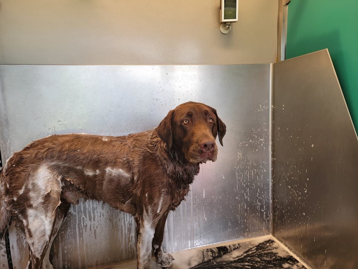 Wash Spot Exp Self Services Dog - Pet groomer in Redmond, WA