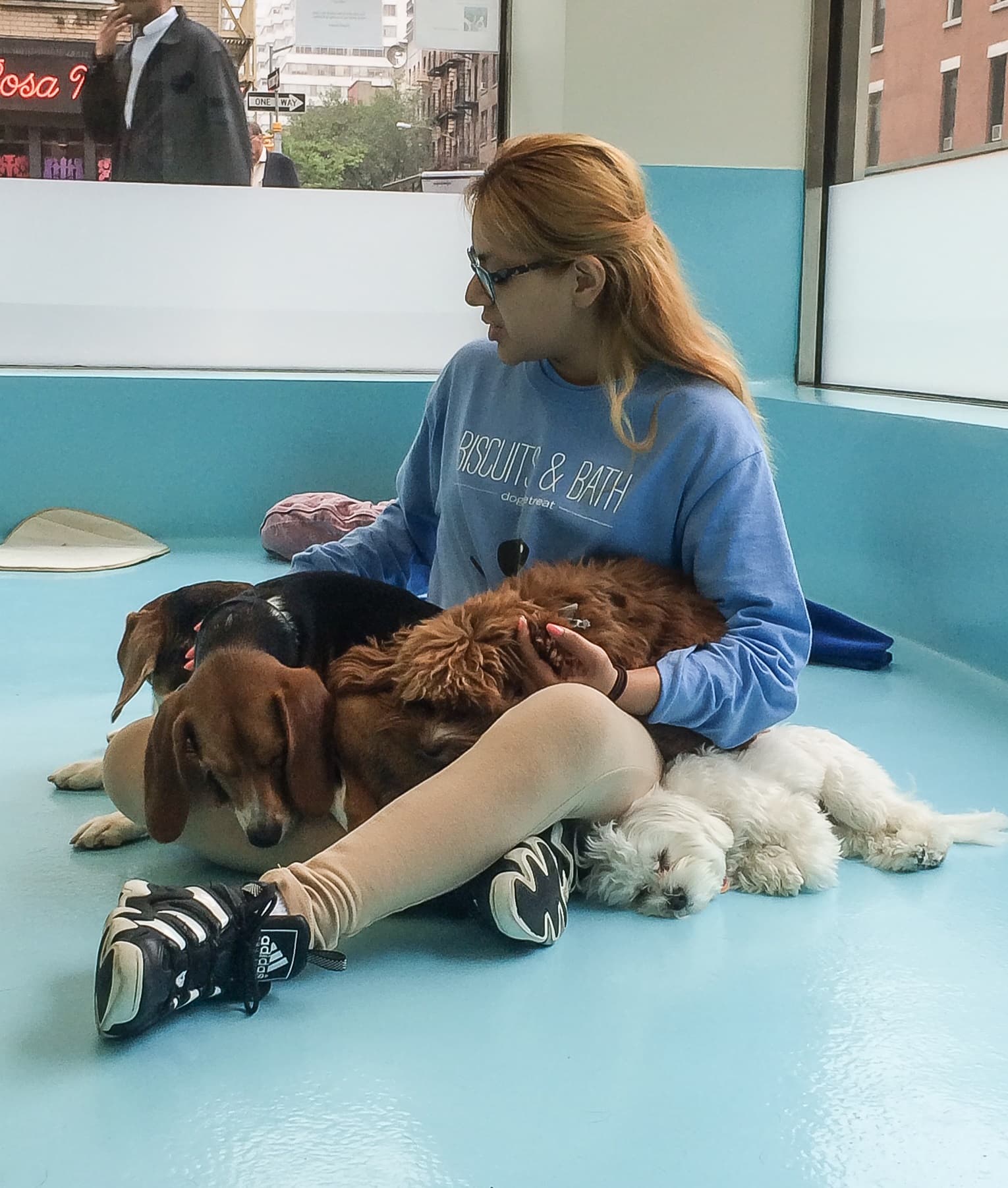 Biscuits & Bath - Sutton Place - Pet groomer in New York, NY