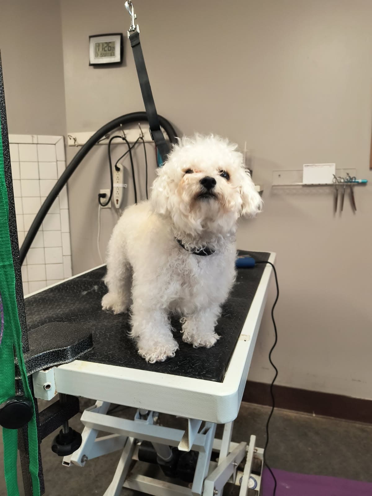 Ani-Pals Pet Resort - Pet groomer in Edwardsville, KS