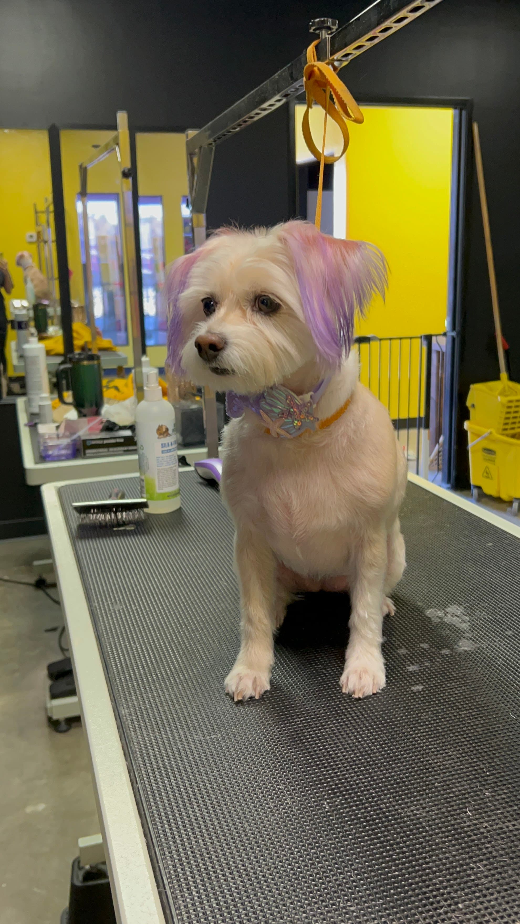 That Crazy Dog Lady - Phoenix - Pet groomer in Phoenix, AZ