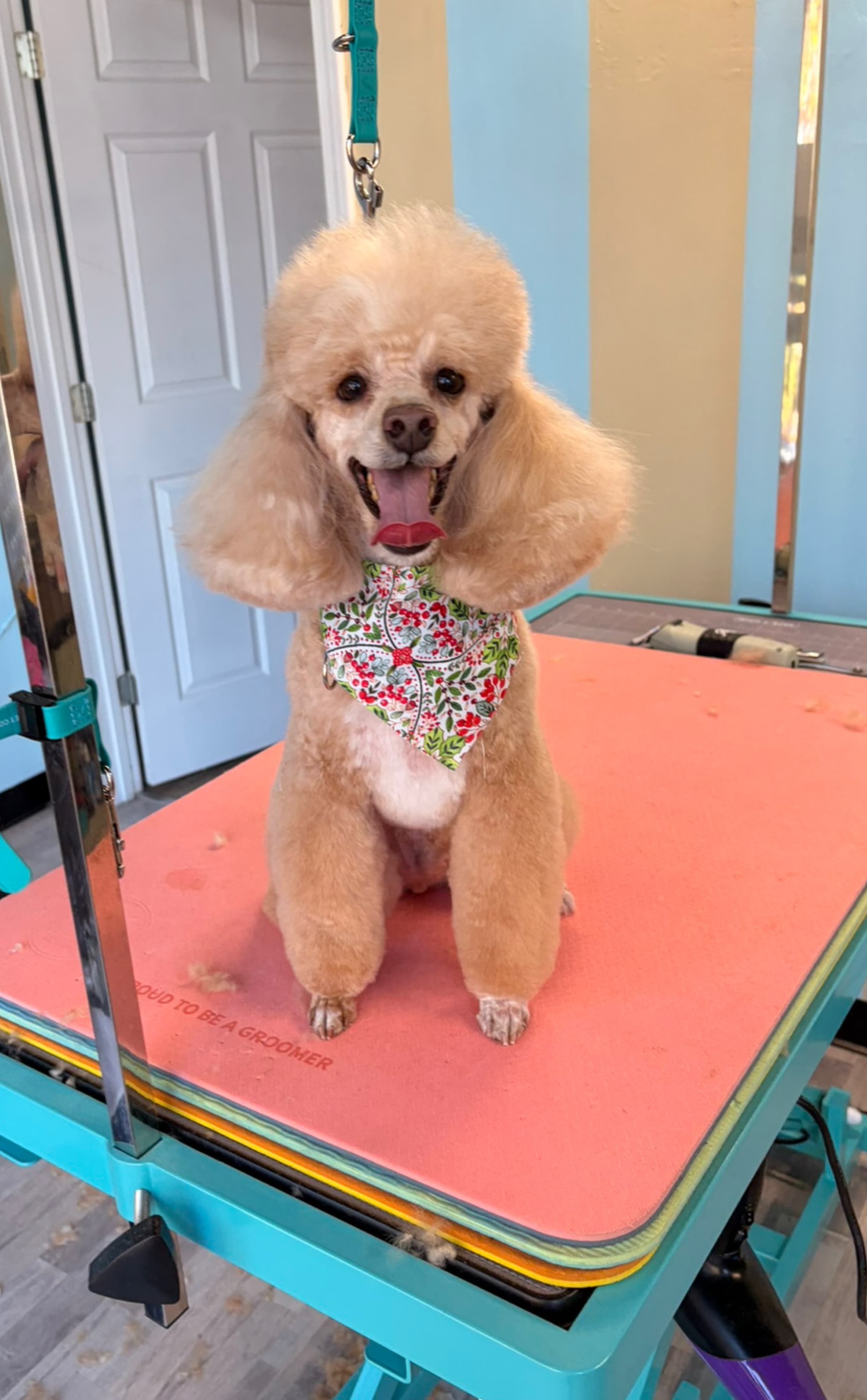BonLouâs Pet Grooming Salon - Pet groomer in St. Louis, MO