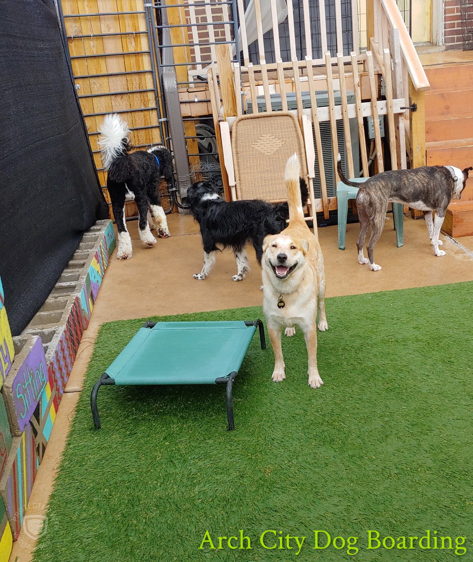 Arch City Dog Boarding - Pet groomer in St. Louis, MO