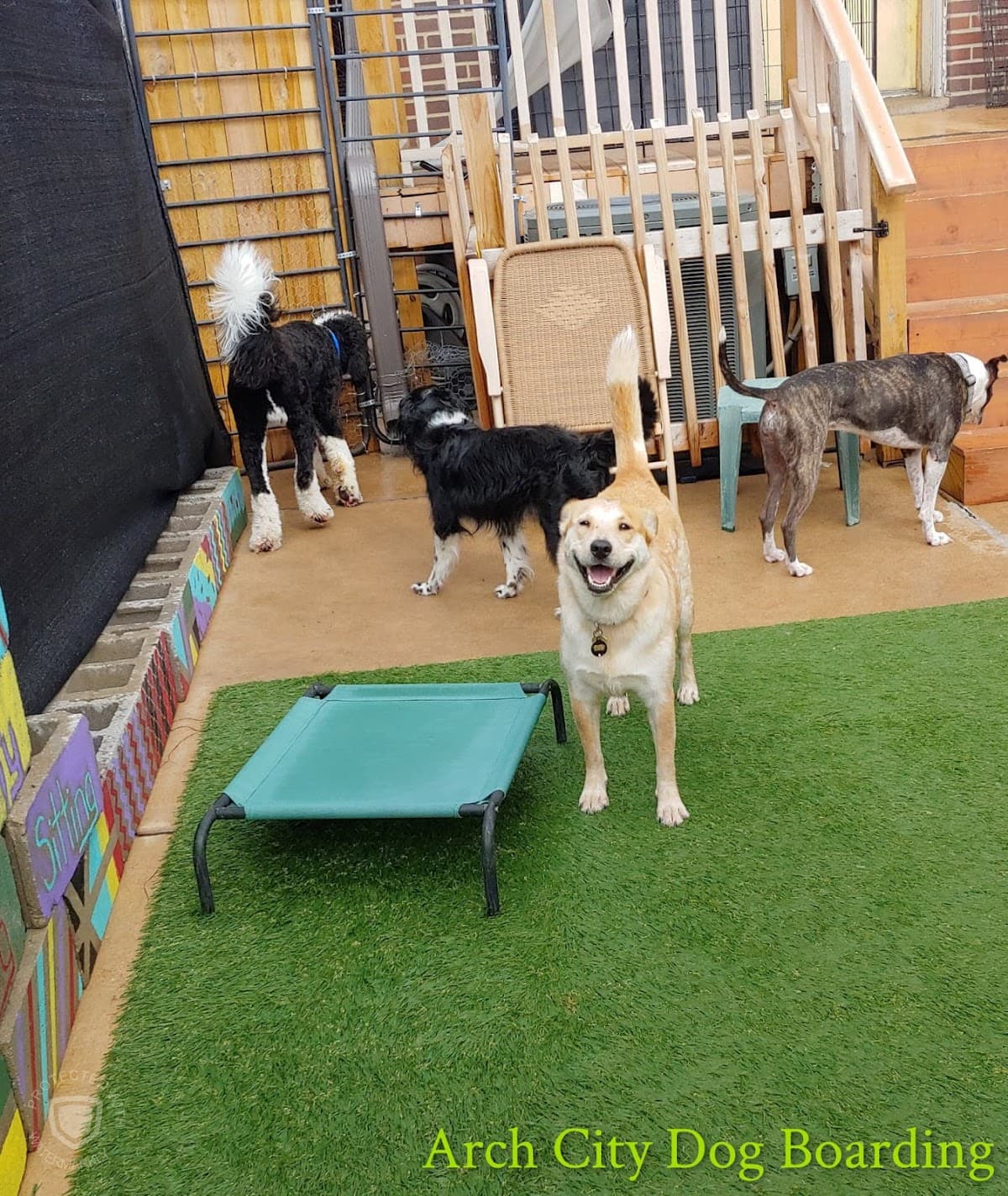 Arch City Dog Boarding - Pet groomer in St. Louis, MO