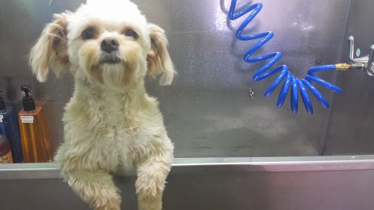 SF Woof Times - Pet groomer in San Francisco, CA