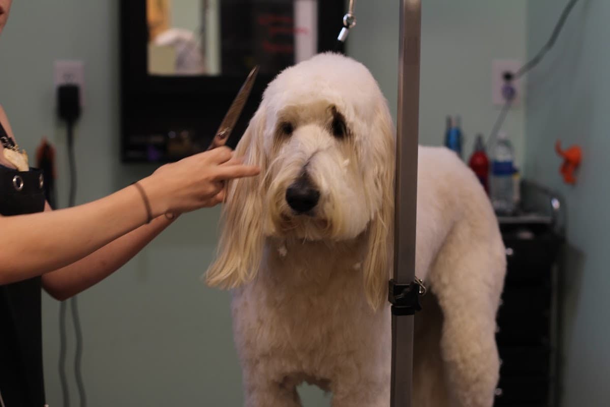 Perk-N-Pooch - Pet groomer in Sandy Springs, GA