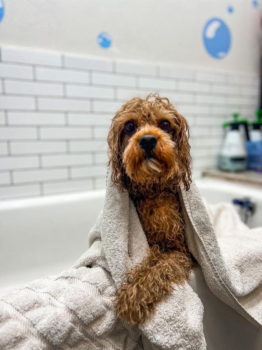 NYC Pet Services - Pet groomer in Astoria, NY