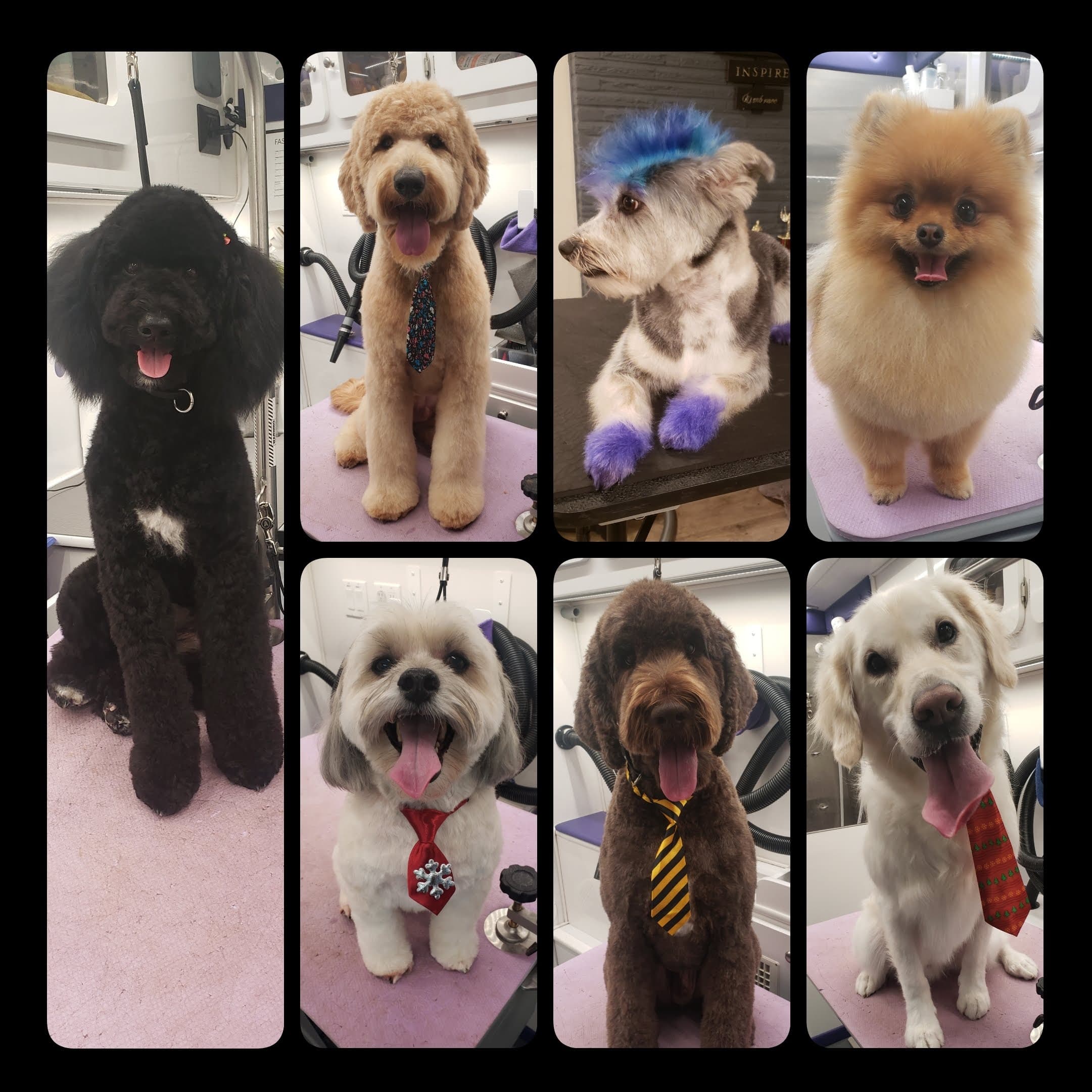 Emerald K9 - Pet groomer in Portland, OR