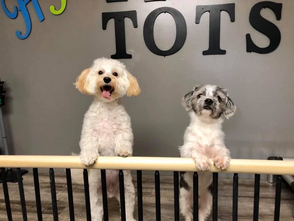Hounds Town Metro Detroit - Pet groomer in Troy, MI