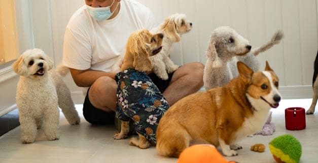 Pawtel Inc - Pet groomer in Flushing, NY