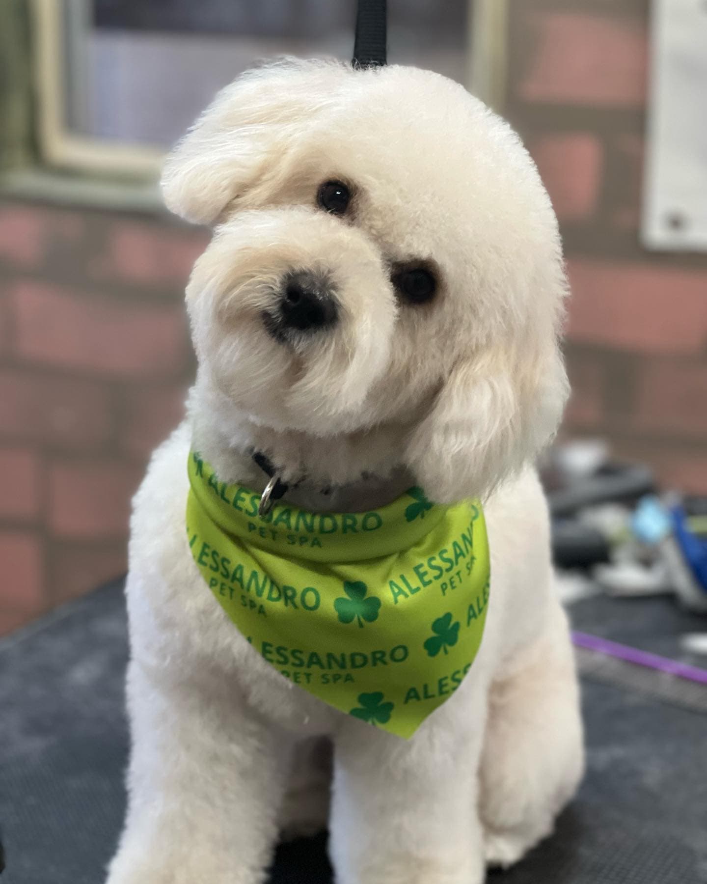 Alessandro Pet Spa - Pet groomer in Los Angeles, CA