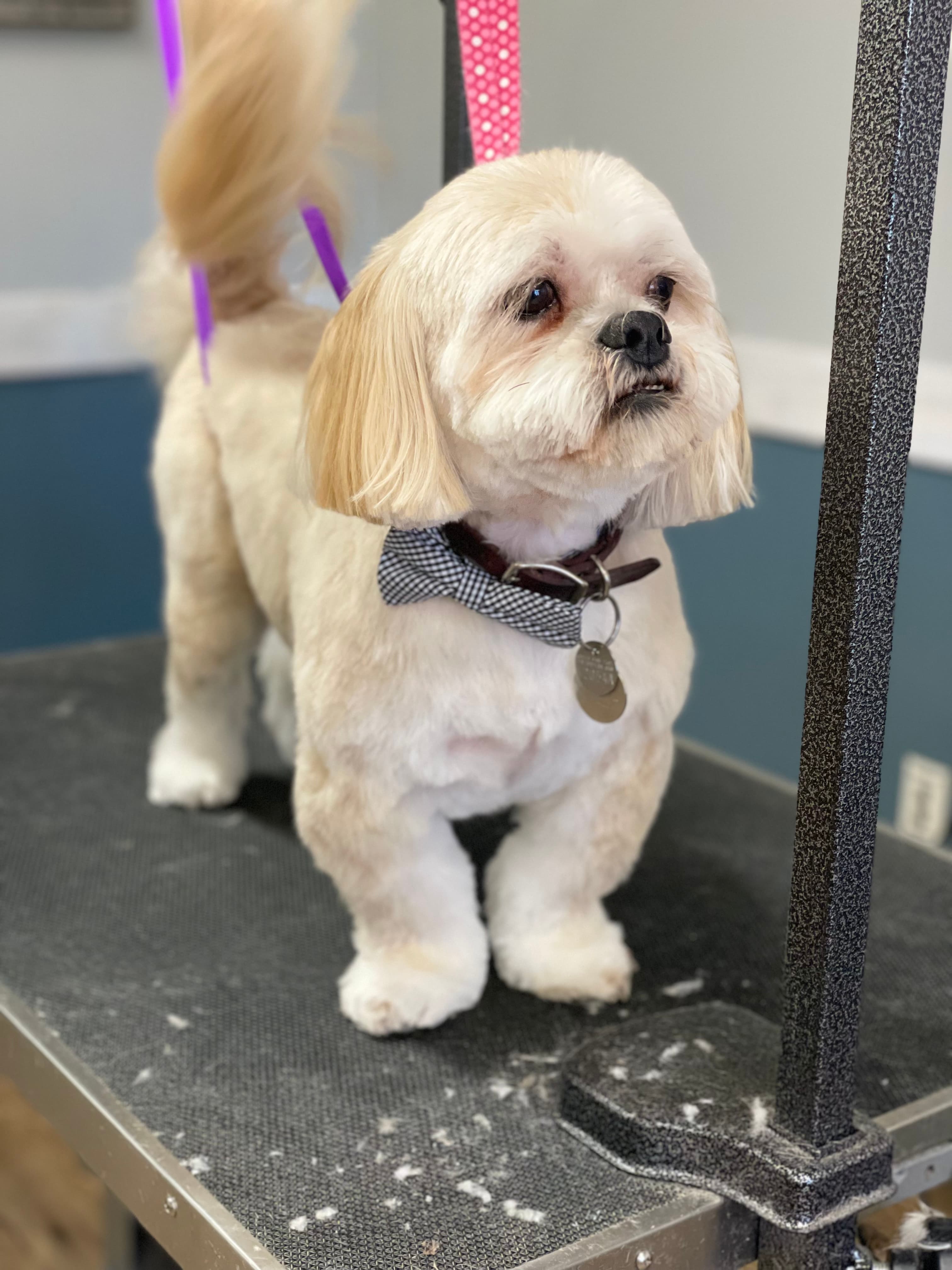 Rustic Mutt - Pet groomer in Vancouver, WA