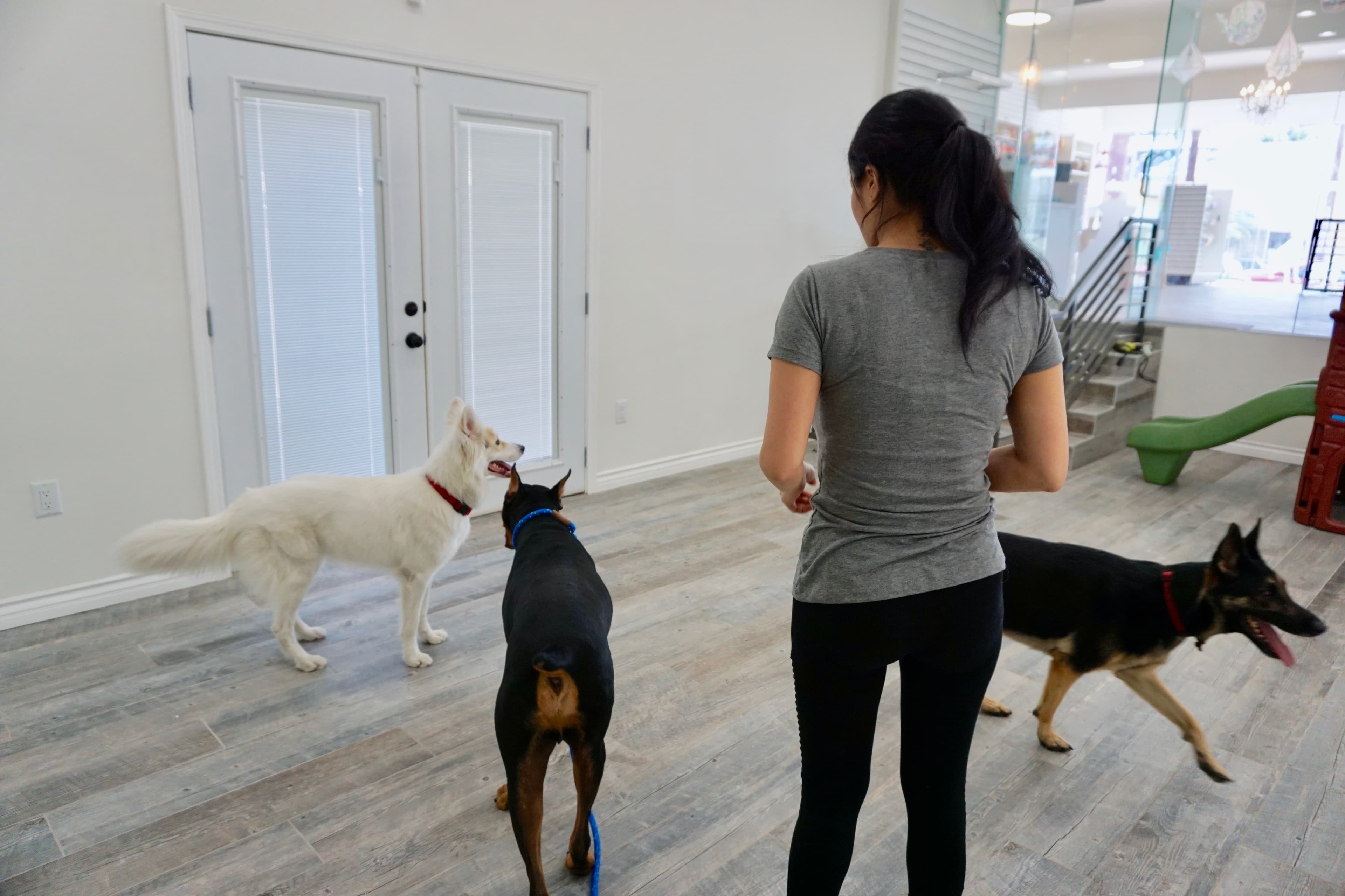 PAW LA LA - Pet groomer in Los Angeles, CA