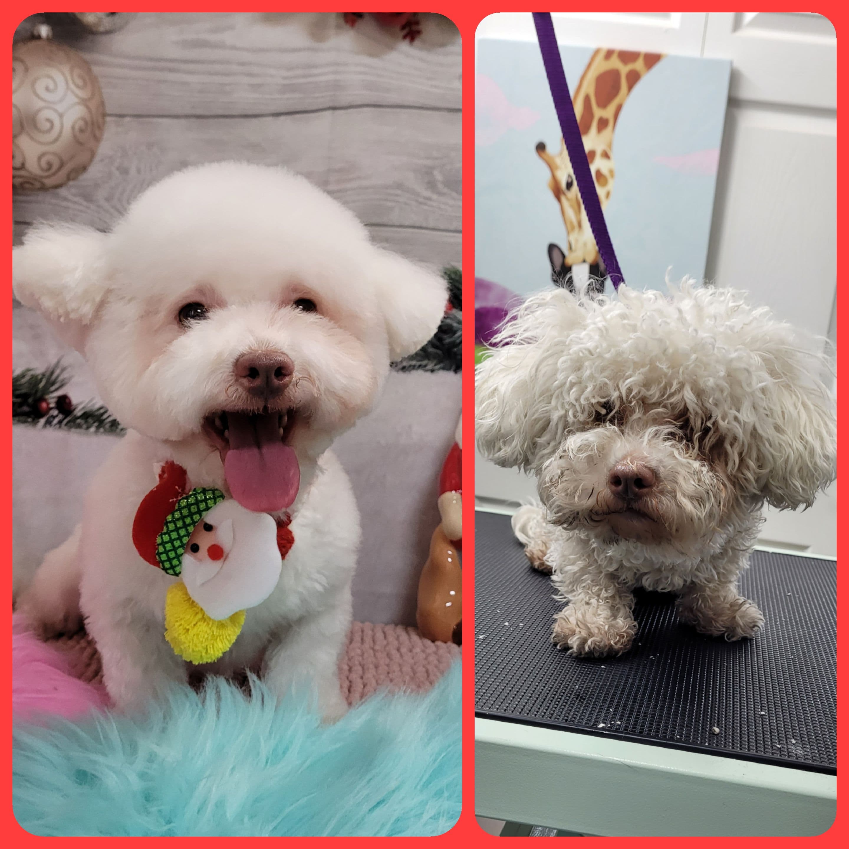 Dragon in Gaecheon Pet Grooming - Pet groomer in Los Angeles, CA