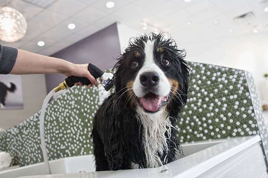 Bubbly Paws - Pet groomer in St Louis Park, MN