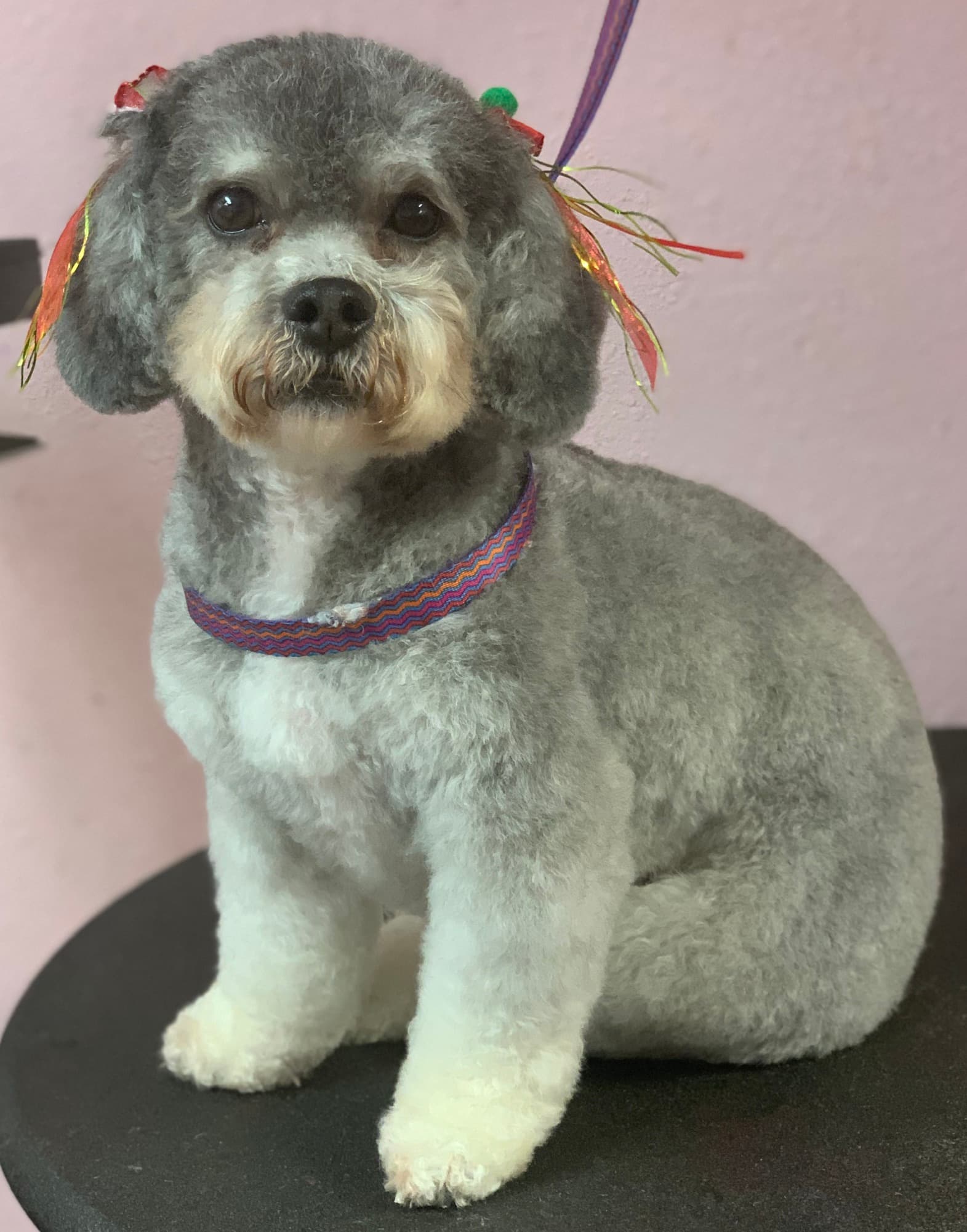 The Satin Paw Pet Salon - Pet groomer in Happy Valley, OR