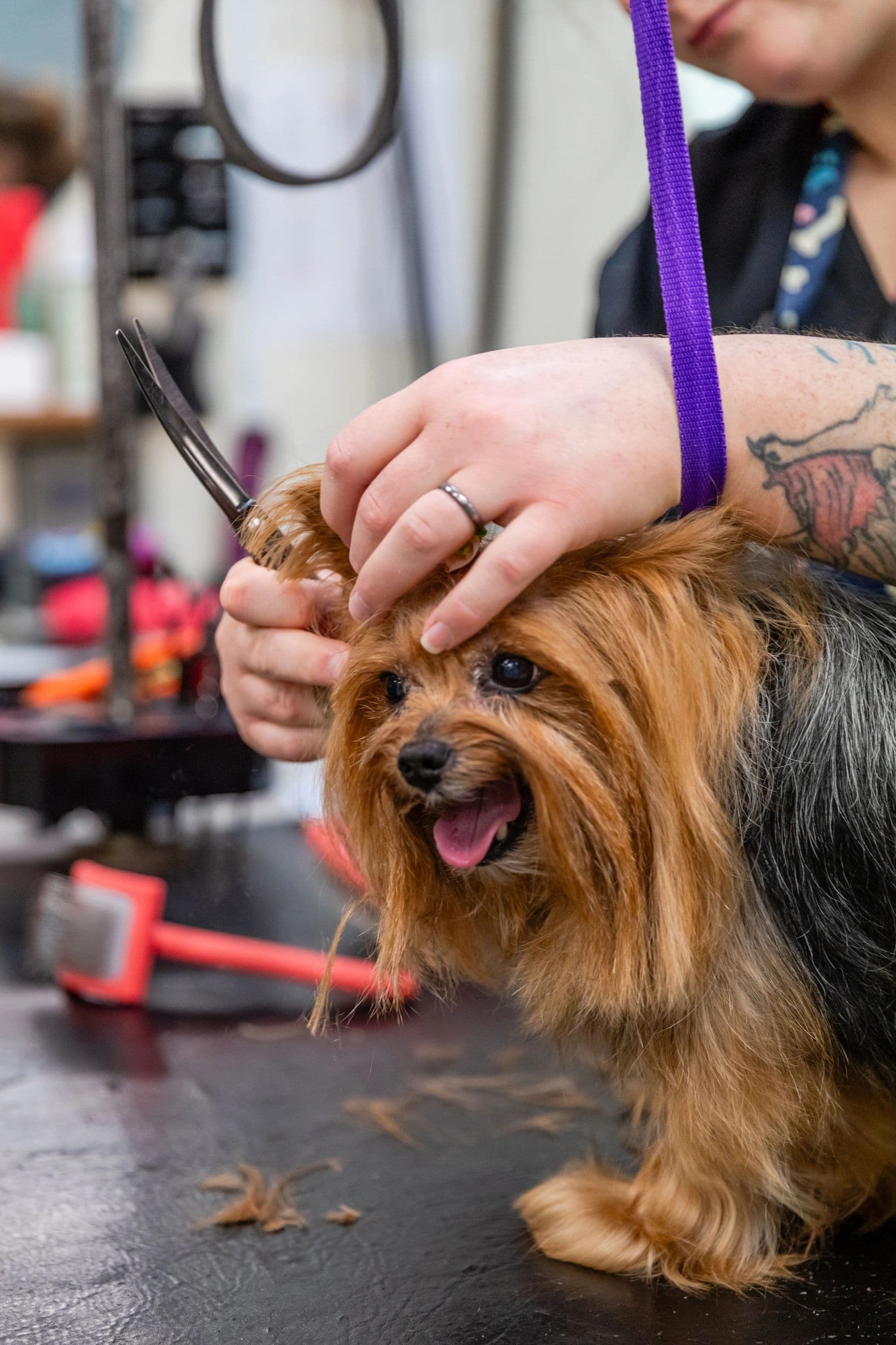 The Pet Salon - Pet groomer in Pittsburgh, PA
