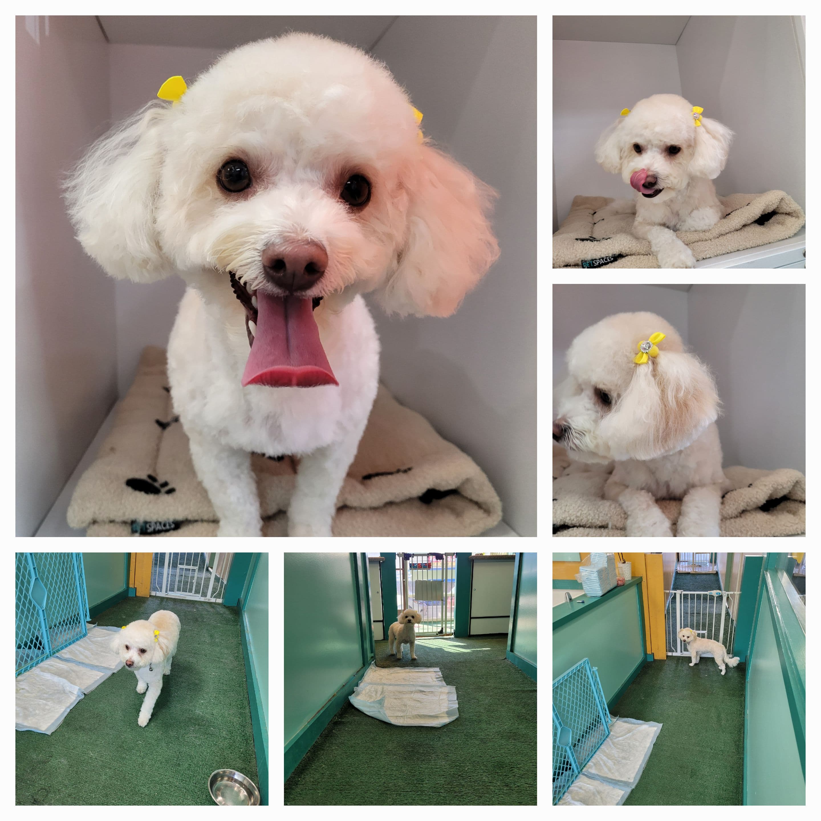 Tofu Mom Pet Grooming - Pet groomer in Los Angeles, CA