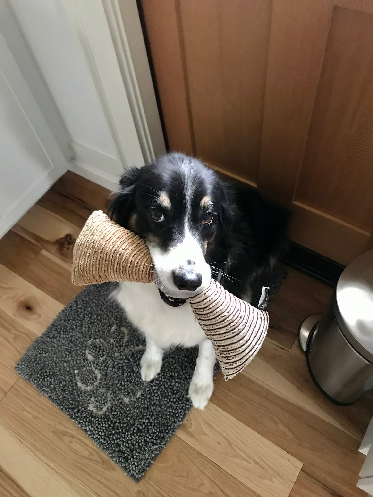 The Leash and Collar - Pet groomer in Seattle, WA