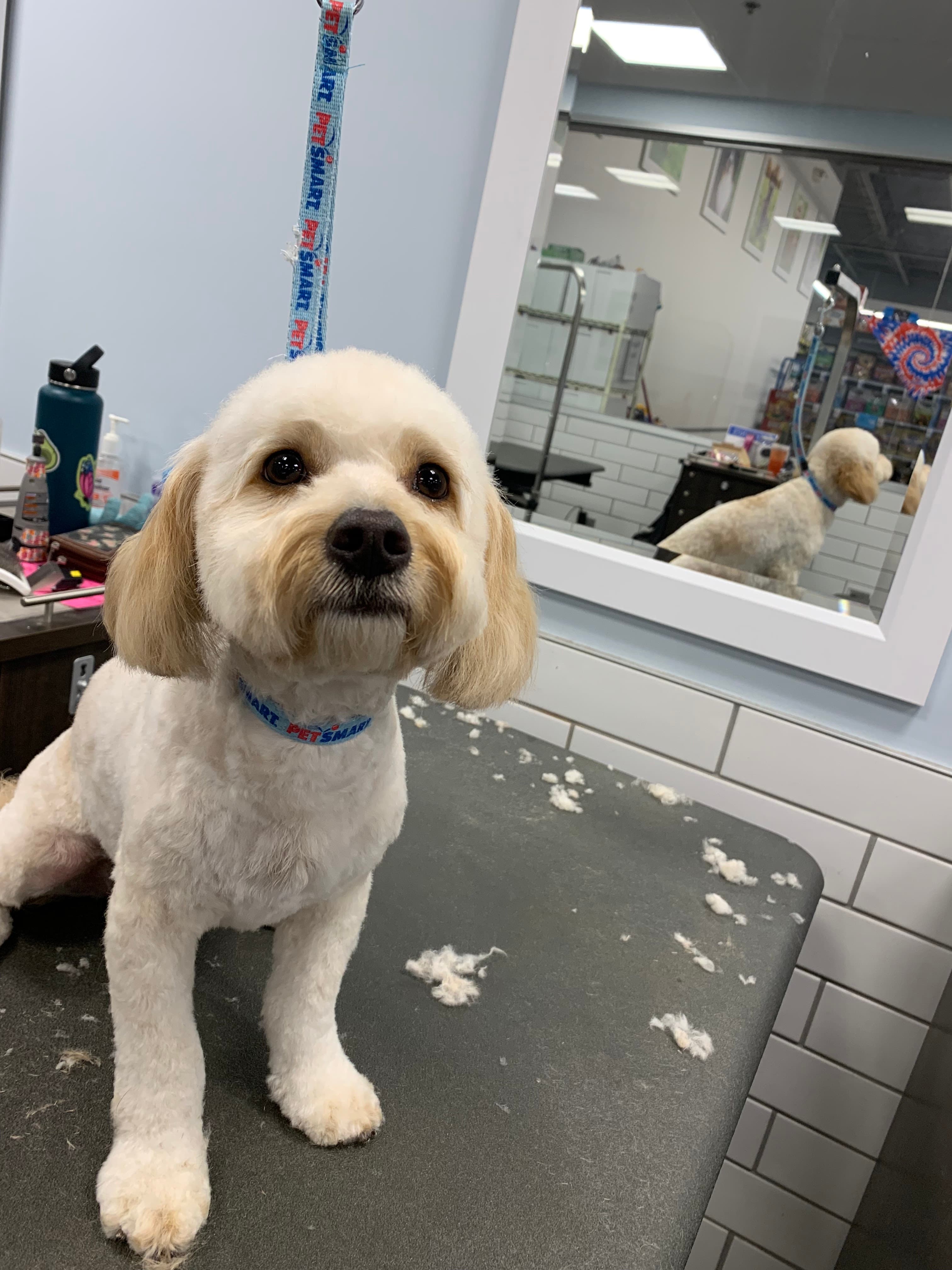 That's The Floof - Pet groomer in Tempe, AZ