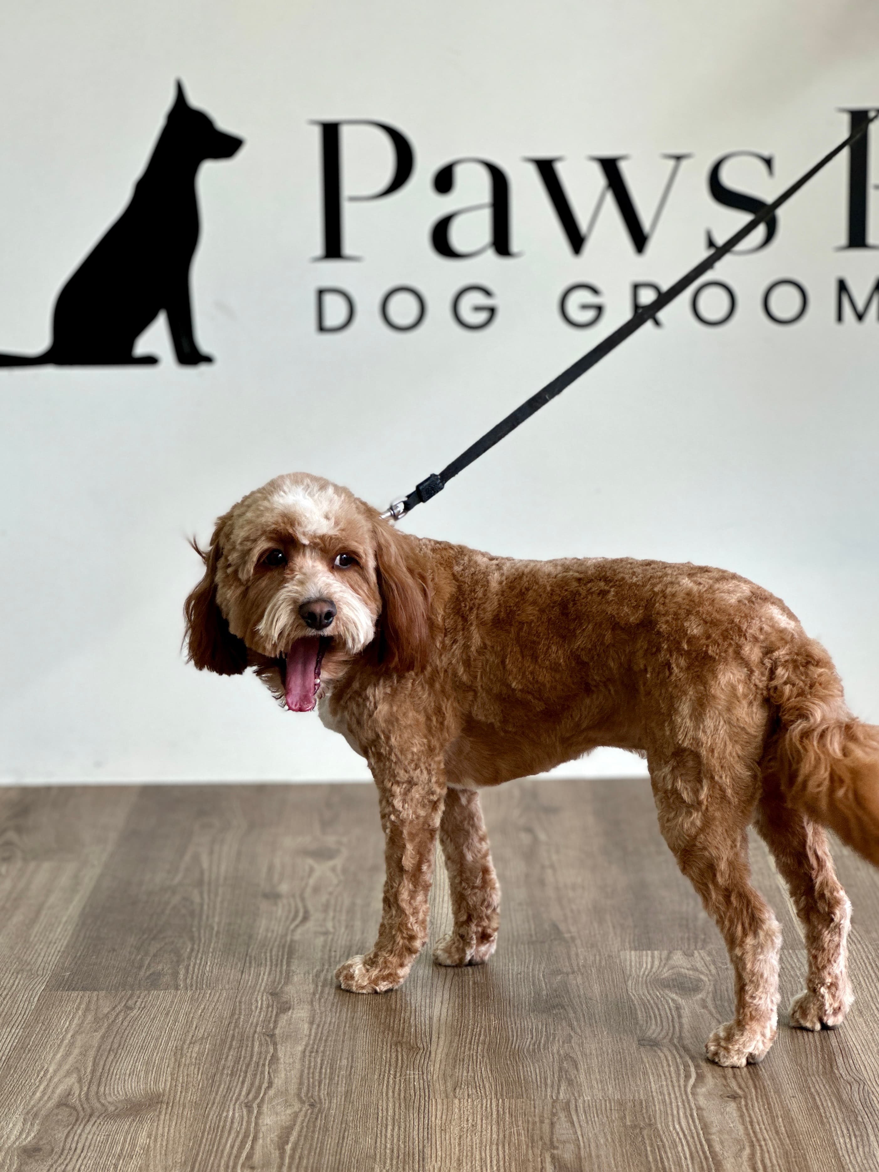 Paws Palace - Pet groomer in Santa Clara, CA