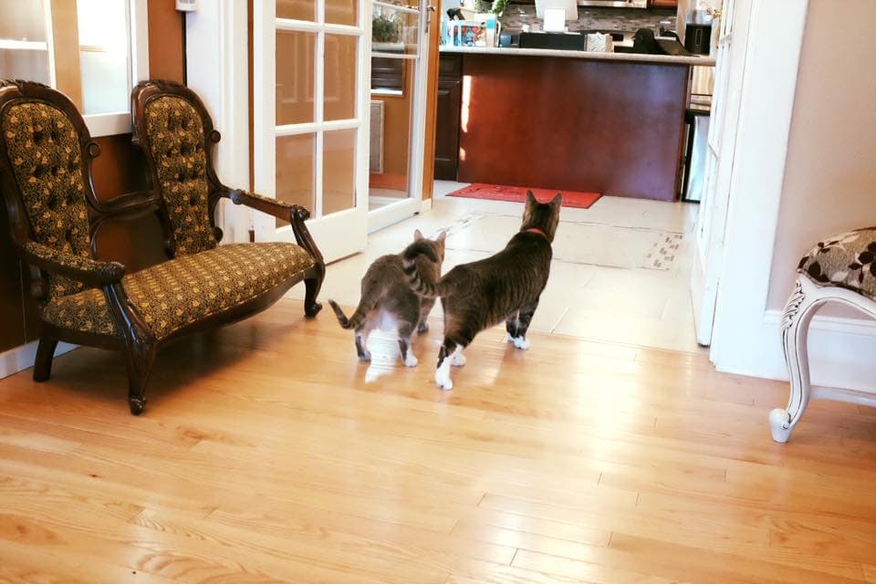 Cats In The City - Luxury Cat Hotel - Pet groomer in Portland, OR