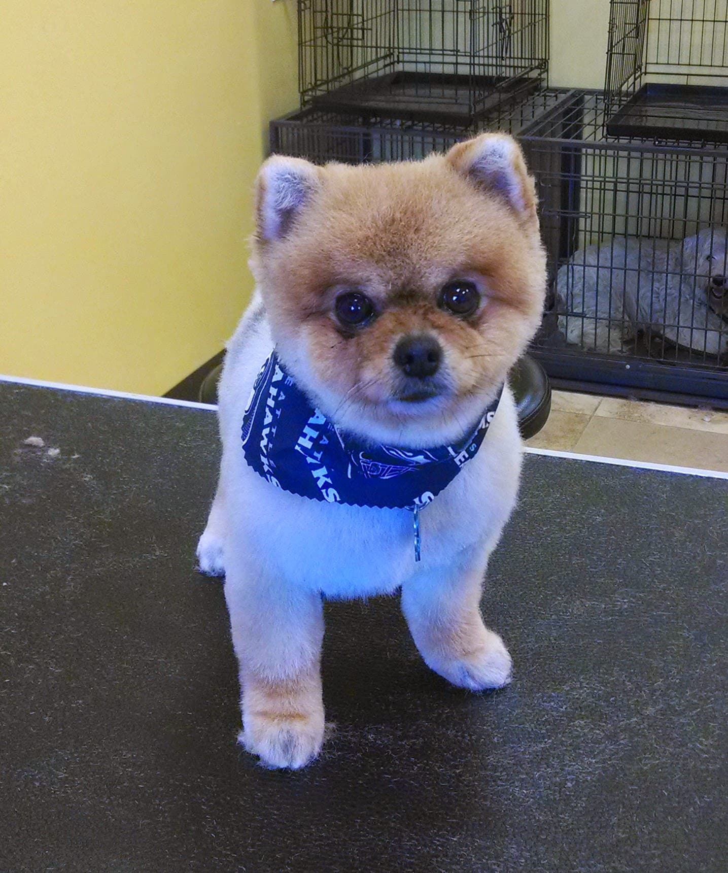 Dog Spaw | Enumclaw - Pet groomer in Enumclaw, WA