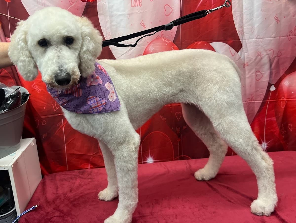 Pet Supplies Plus Garfield Heights Grooming - Pet groomer in Garfield Heights, OH