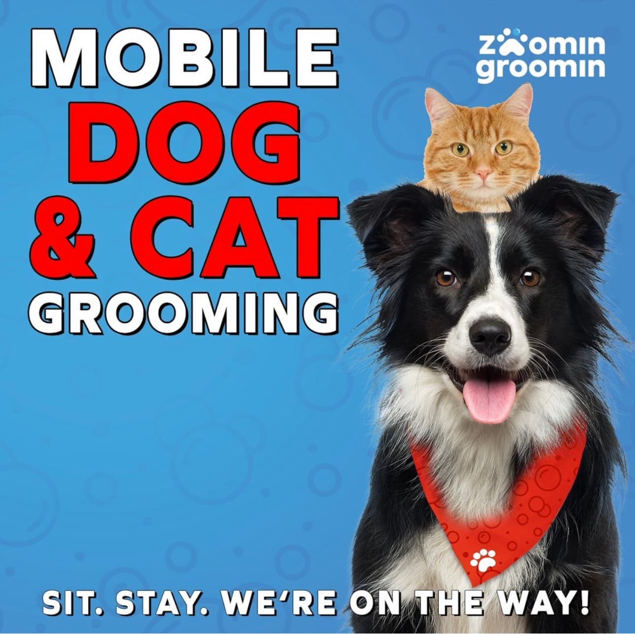 Zoomin Groomin - Pet groomer in Brooklyn, NY