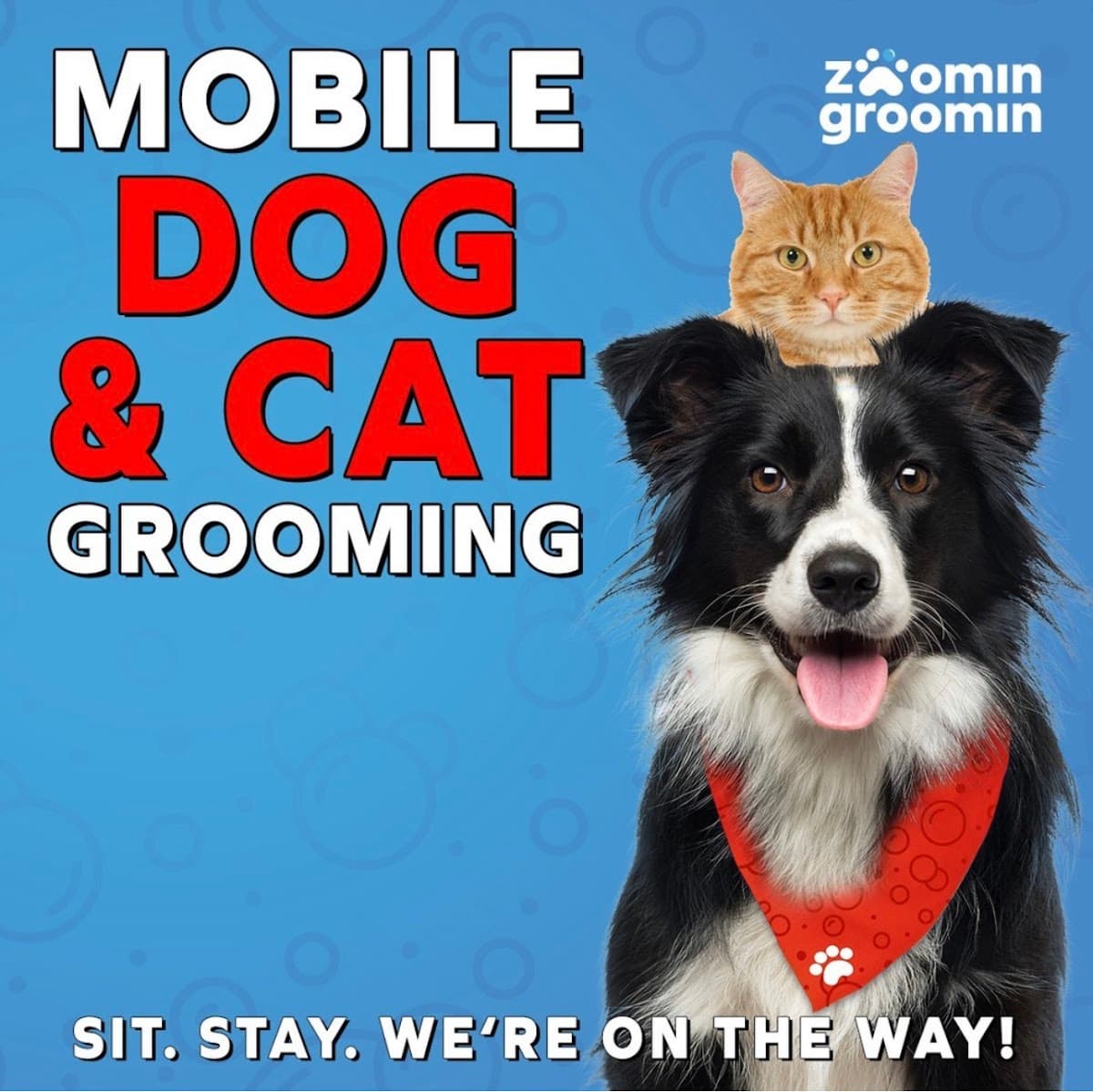 Zoomin Groomin - Pet groomer in Brooklyn, NY