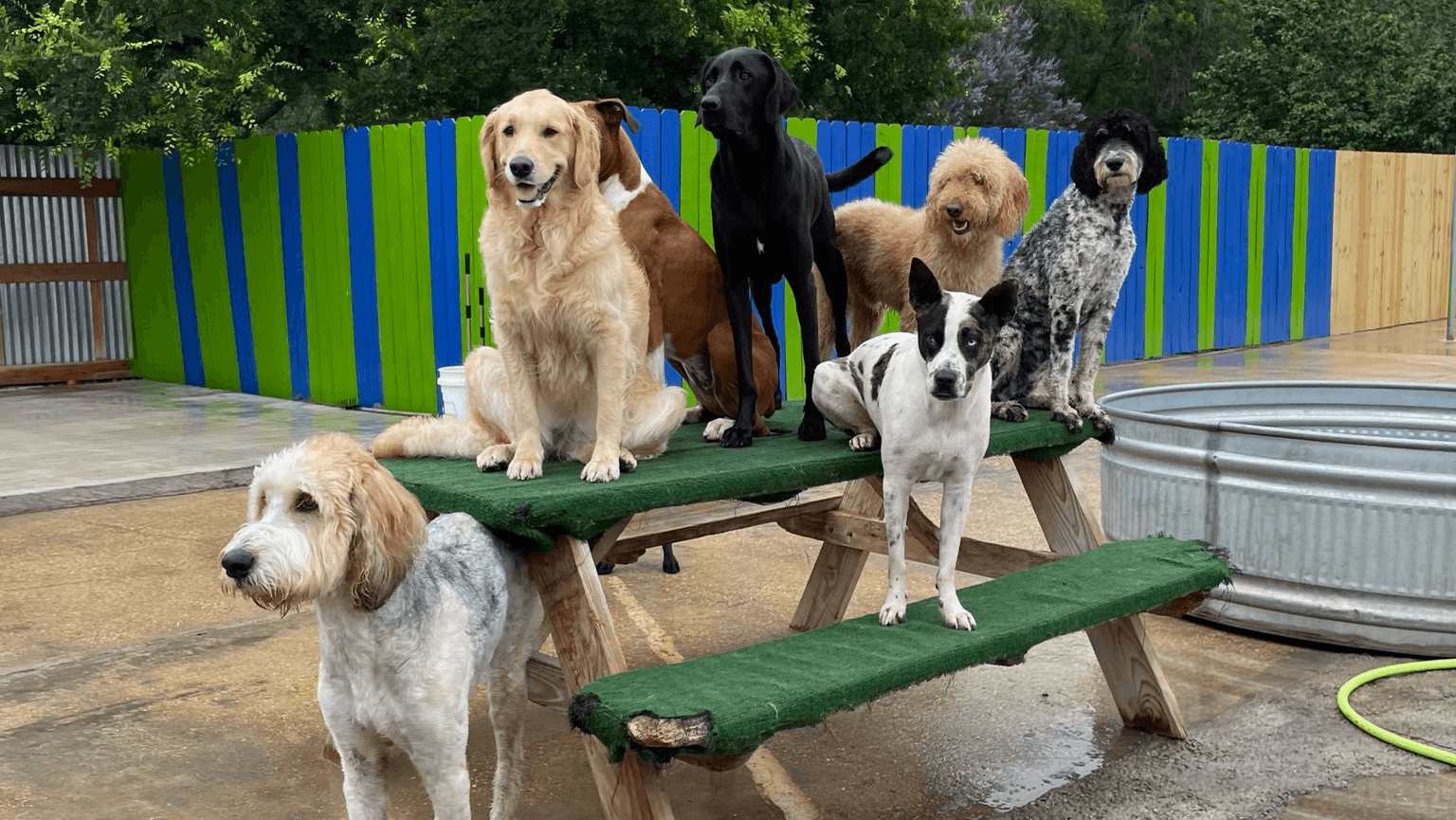 Kara’s K9 Retreat Daycare Boarding and Grooming - Pet groomer in San Antonio, TX