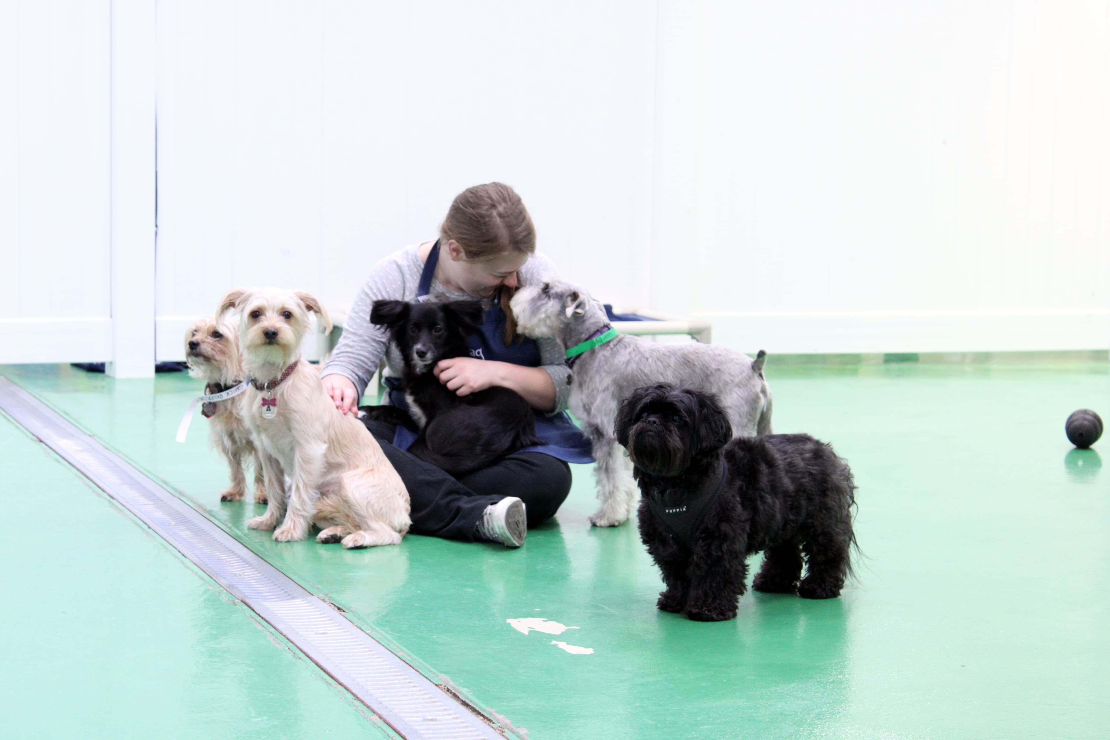 Wag Hotels - San Francisco - Pet groomer in San Francisco, CA