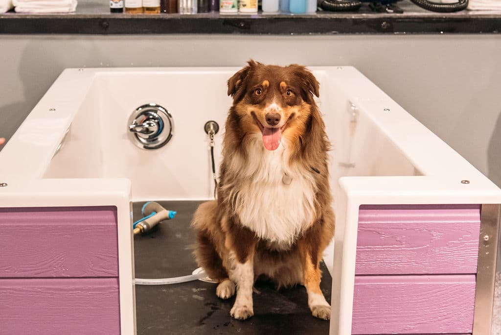 Bow Wow Meow Boutique - Pet groomer in Indianapolis, IN