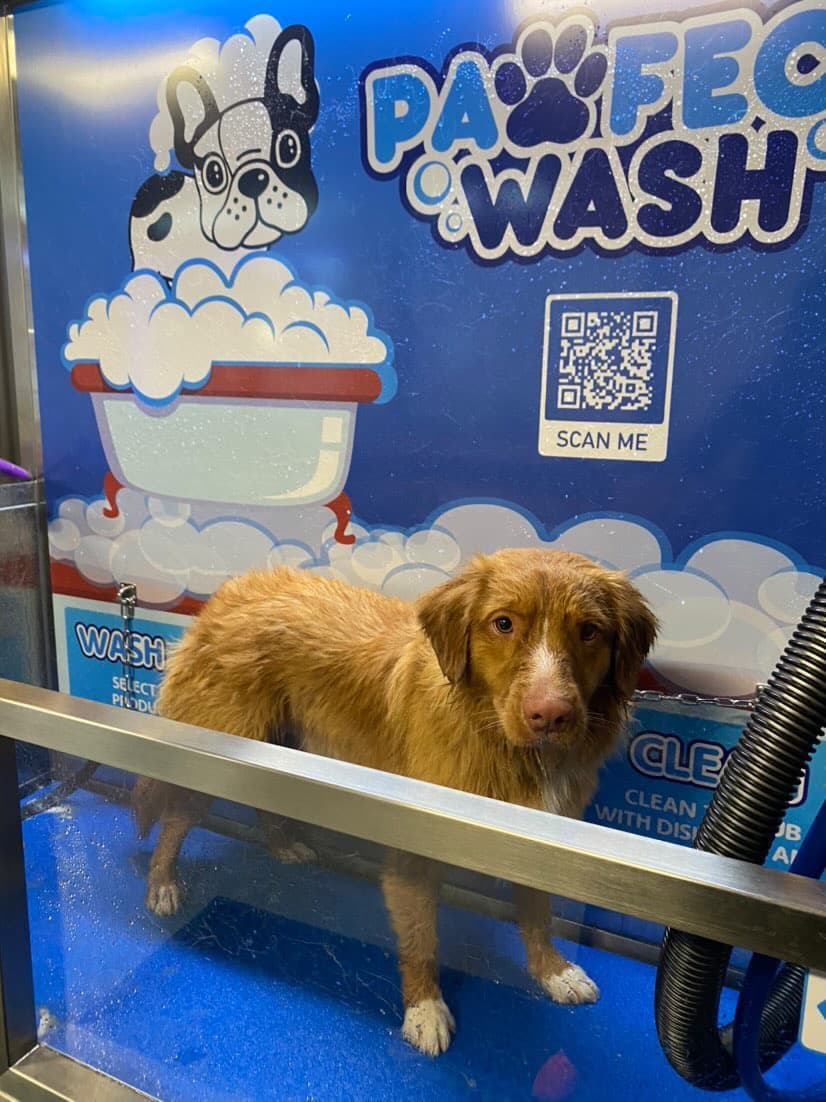 Pawfect Wash Lake City - Pet groomer in Seattle, WA